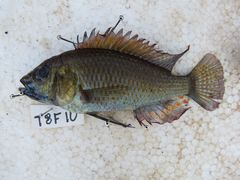 Astatotilapia calliptera