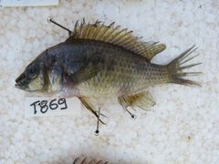 Astatotilapia calliptera