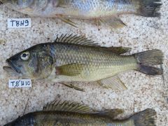 Serranochromis robustus