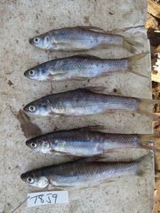 Enteromius paludinosus