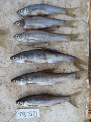 Enteromius paludinosus