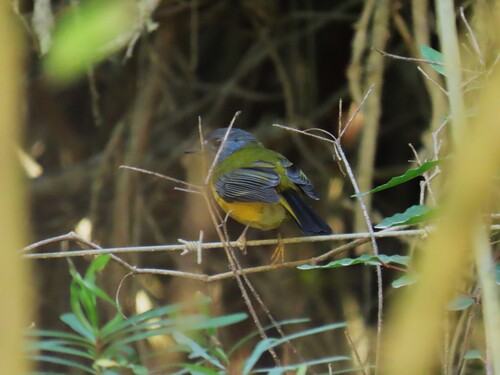White-starred Robin (Pogonocichla stellata), photo 10