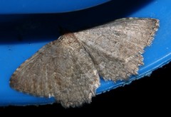 Philereme vetulata