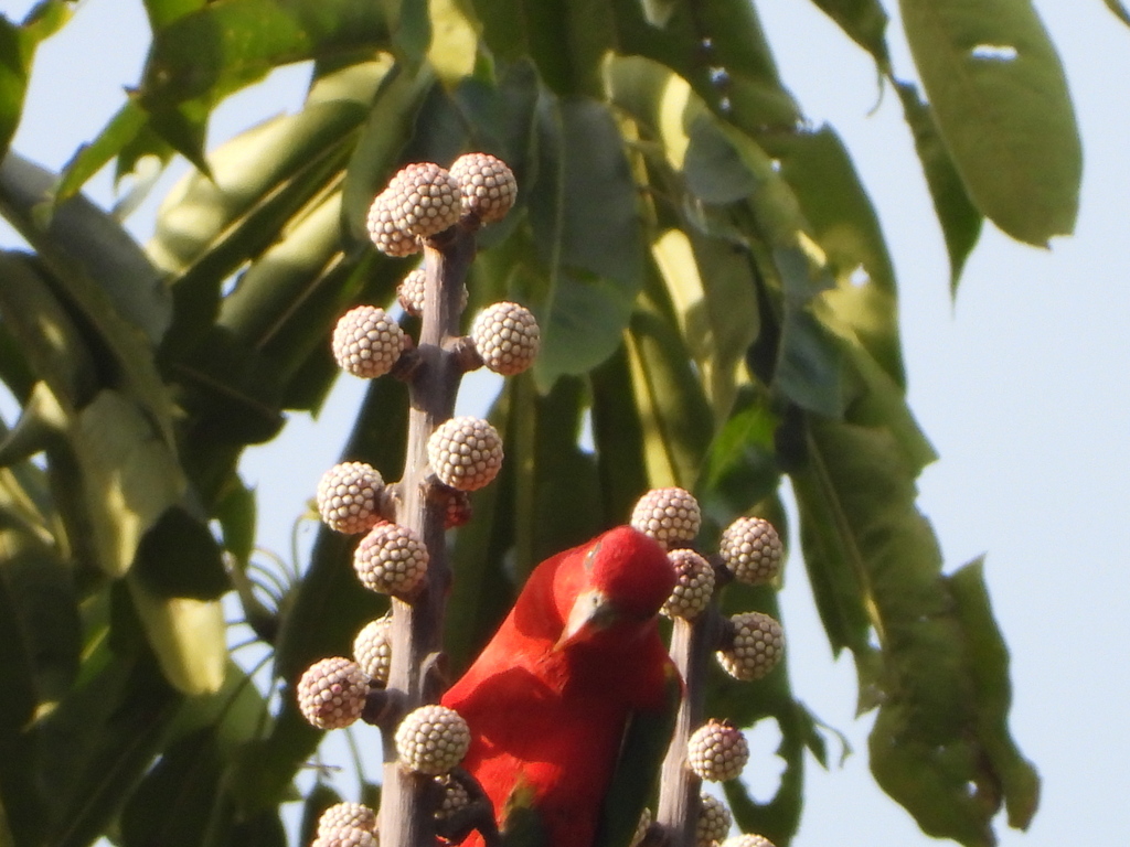 Kasturi ternate (Lorius garrulus)
