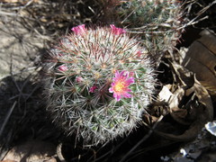 Mammillaria jaliscana jaliscana