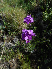 Arabis blepharophylla