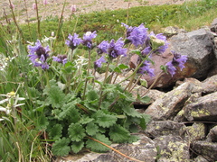 Dracocephalum imberbe