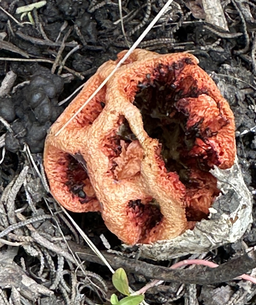 Clathrus ruber · May 2026 · photo: © barbarab (iNaturalist, cc-by)