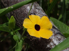 Image of Thunbergia alata