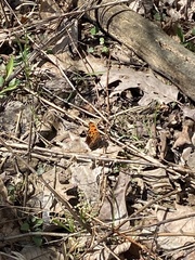 Polygonia comma