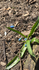 Scilla siberica