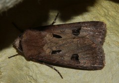 Agrotis exclamationis