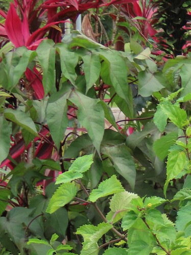 Gossypium barbadense observed 2026-04-27