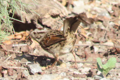 iNaturalist observation photo of Song Sparrow