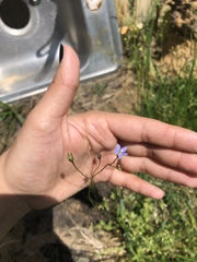 Wahlenbergia marginata