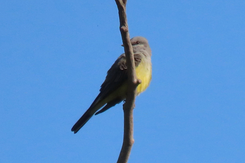 iNaturalist observation photo of Western Kingbird
