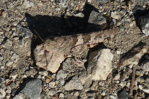 iNaturalist observation photo of Pallid-winged Grasshopper