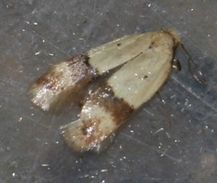 Odites kollarella