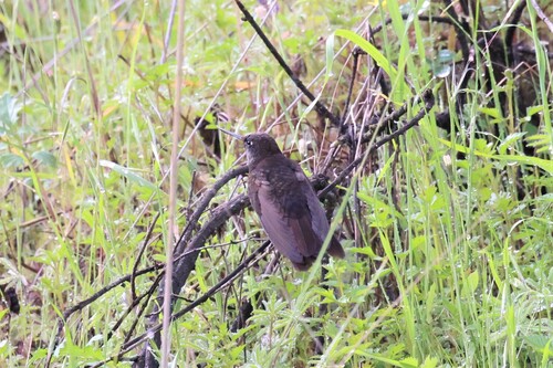 Black Metaltail (Metallura phoebe), photo 8
