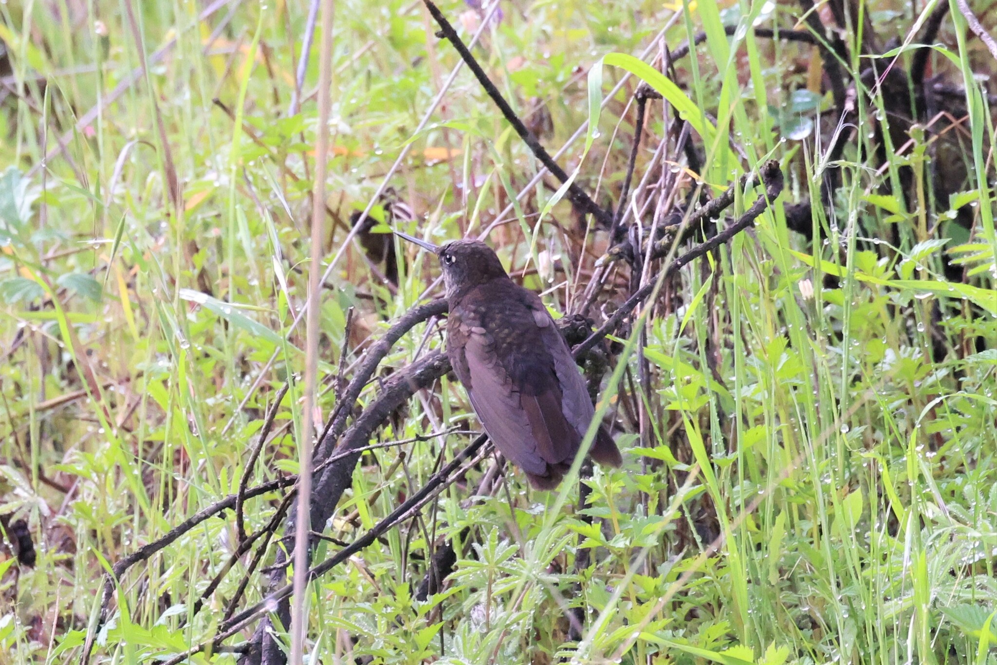 Black Metaltail (Metallura phoebe), photo 9