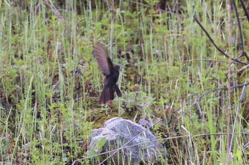 Black Metaltail (Metallura phoebe), photo 10