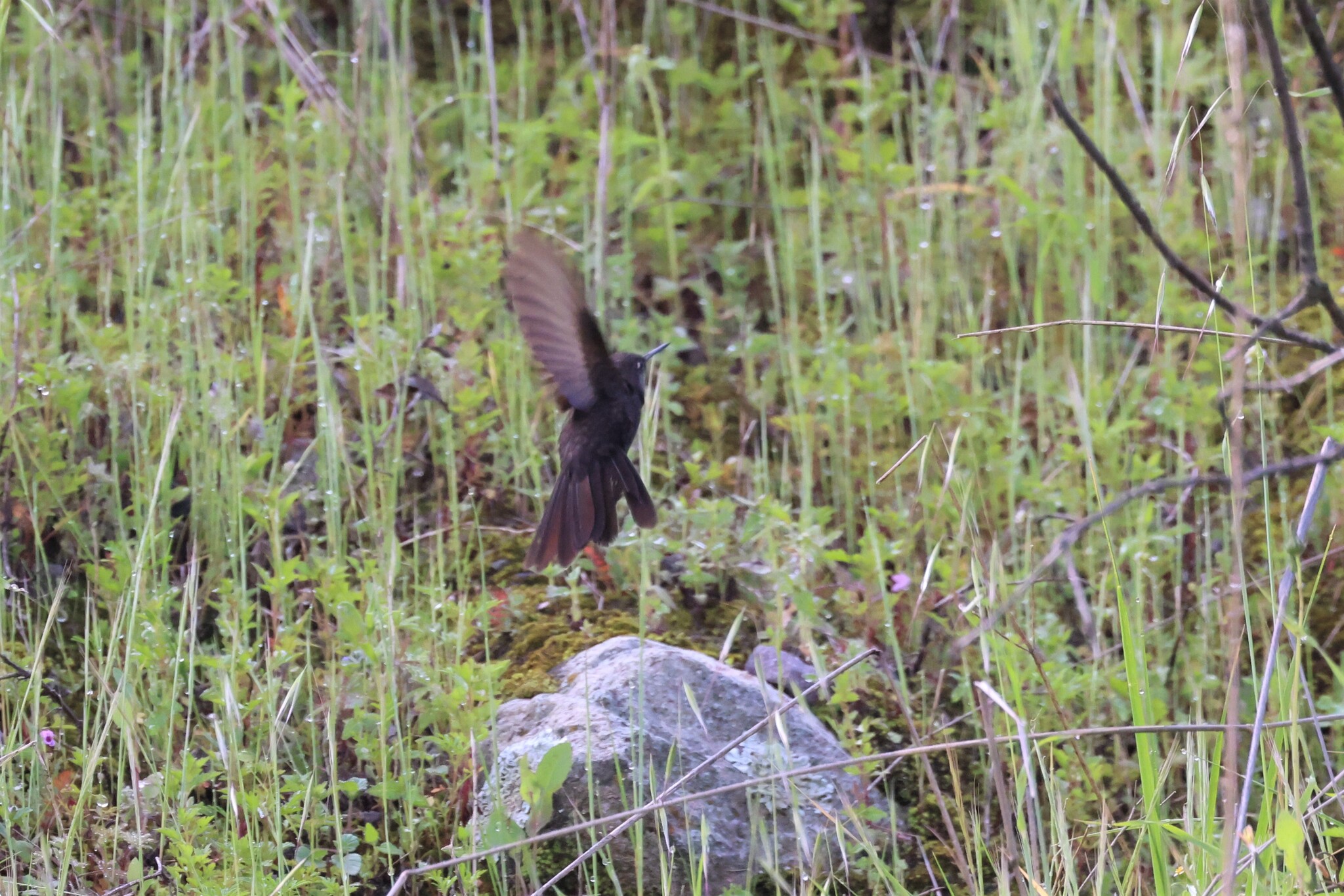 Black Metaltail (Metallura phoebe), photo 10