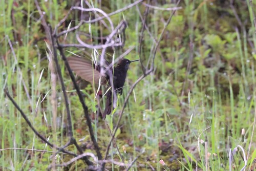 Black Metaltail (Metallura phoebe), photo 7