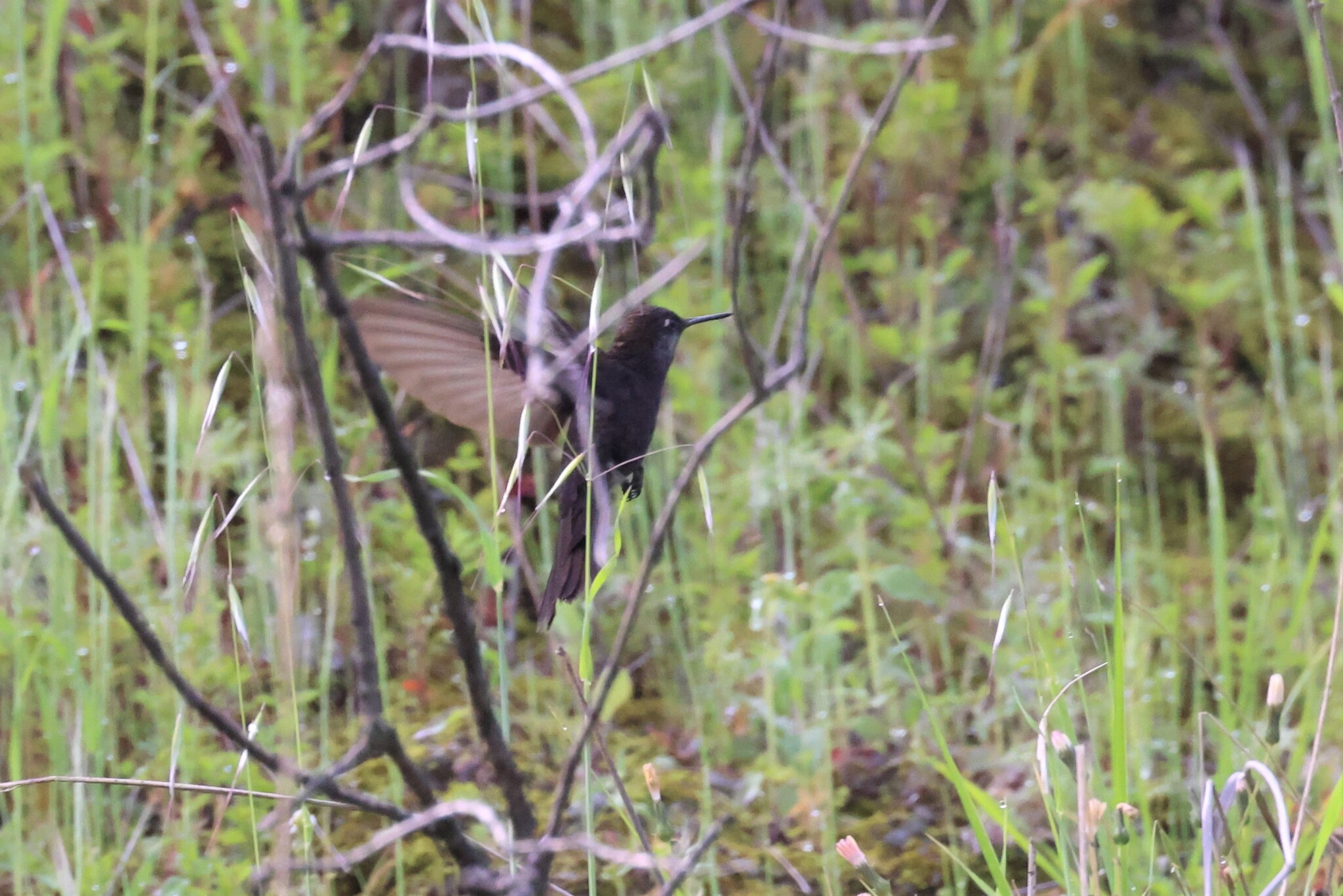 Black Metaltail (Metallura phoebe), photo 8