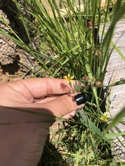 Sisyrinchium rosulatum
