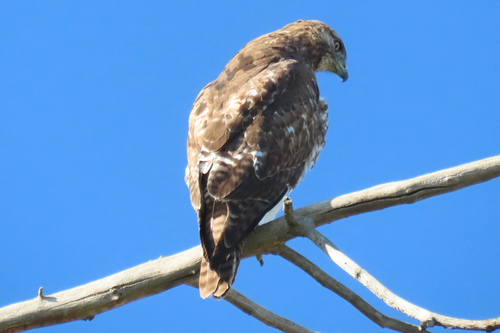 iNaturalist observation photo of Red-tailed Hawk