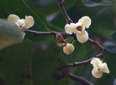 Sageraea laurina