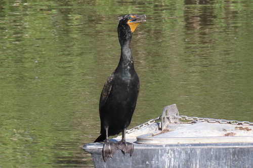 iNaturalist observation photo of Double-crested Cormorant
