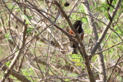 iNaturalist observation photo of Spotted Towhee