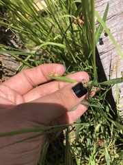 Sisyrinchium rosulatum