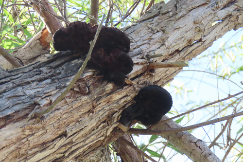 iNaturalist observation photo of Inonotus