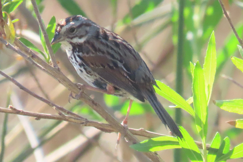 iNaturalist observation photo of Song Sparrow