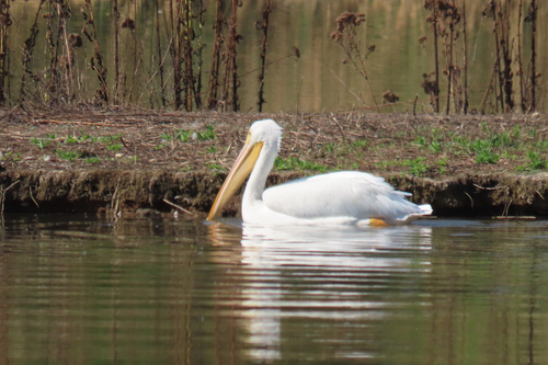 iNaturalist observation photo of American White Pelican