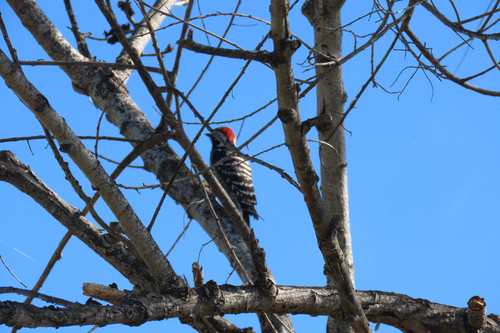 iNaturalist observation photo of Nuttall's Woodpecker