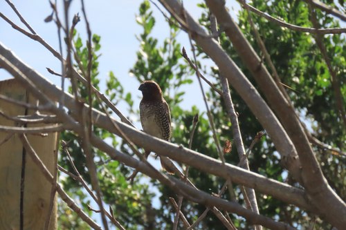 iNaturalist observation photo of Scaly-breasted Munia