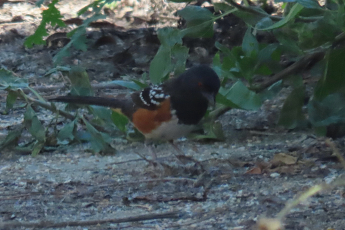iNaturalist observation photo of Spotted Towhee
