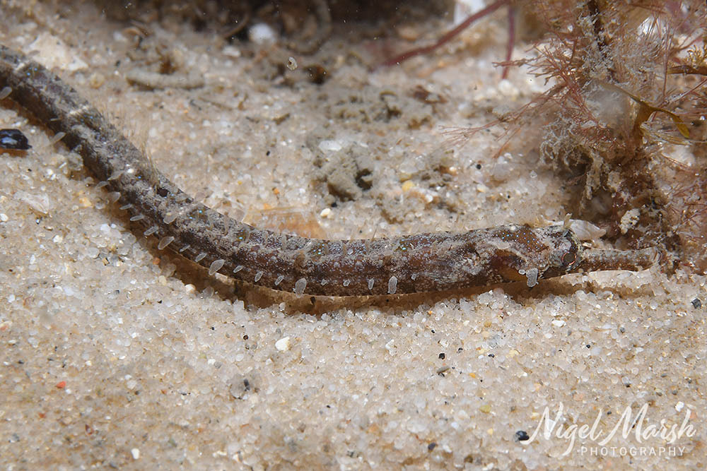 Girdled pipefish (Festucalex cinctus) — Syngnathidae