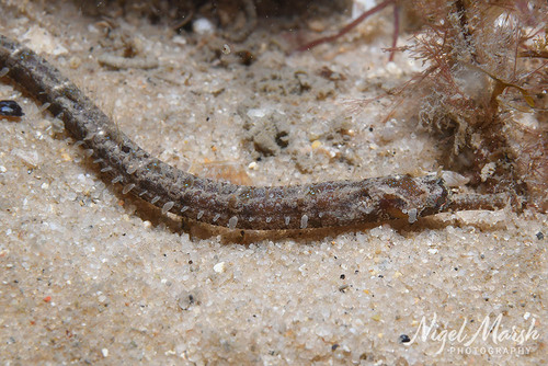 Girdled pipefish (Festucalex cinctus) — Syngnathidae