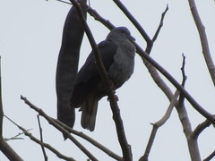 Columba malherbii