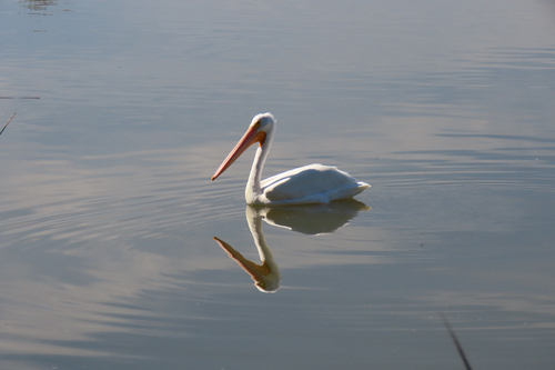 iNaturalist observation photo of American White Pelican