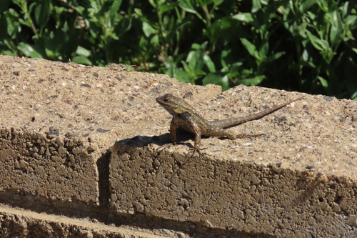 iNaturalist observation photo of Western Fence Lizard