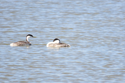 iNaturalist observation photo of Western Grebe