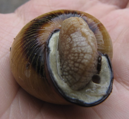 Caucasotachea atrolabiata