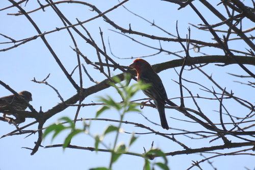 iNaturalist observation photo of House Finch