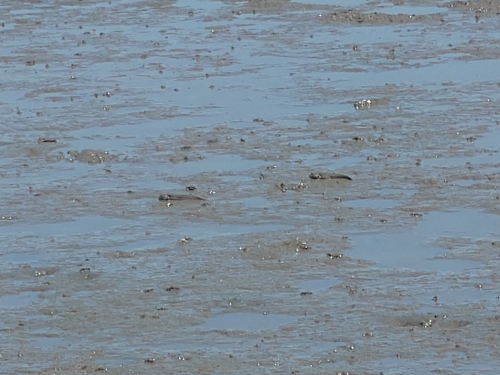 Great Blue-spotted Mudskipper
