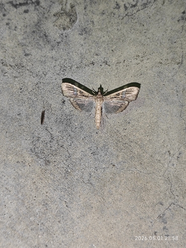 Mung Bean Moth